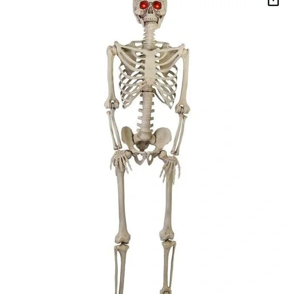 Posable Life-Size Halloween Skeleton, 5' life size shipping cost varies - Picture 3 of 4